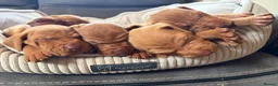 Hungarian Vizsla dogs for sale: Ready this weekend Beautiful litter.  - Advert 31