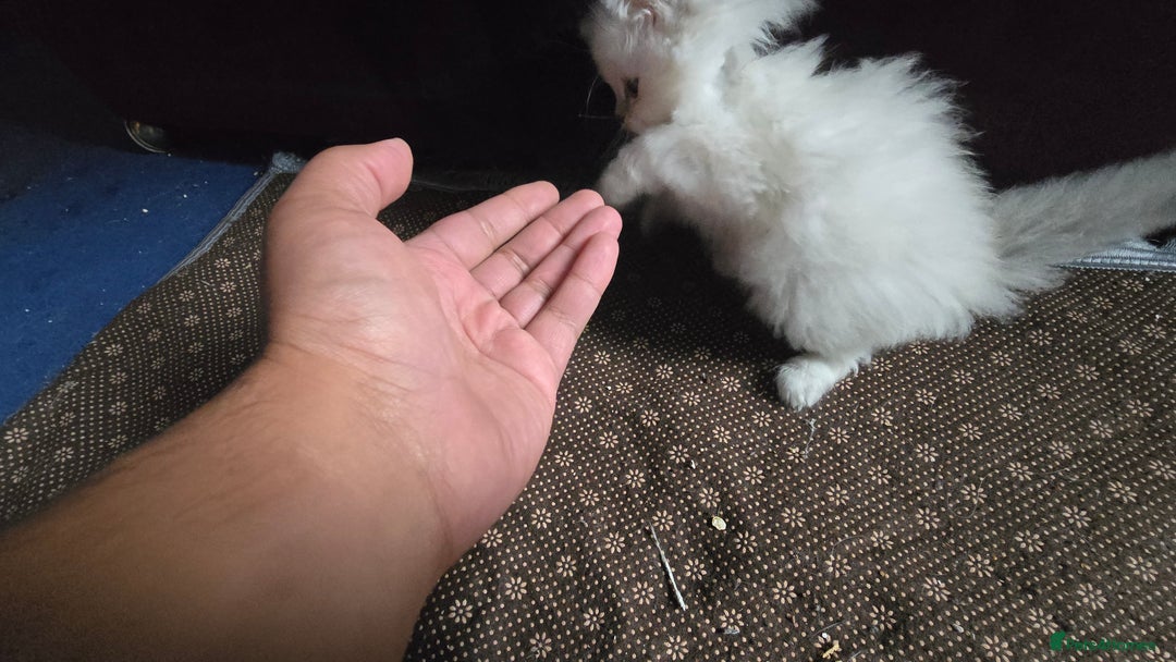 Ragdoll cats for sale: Ragdoll Kittens For Sale - Image 20