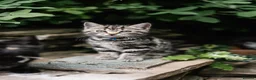 Mixed Breed cats for sale: LAST 2: British shorthair kittens - Advert 19