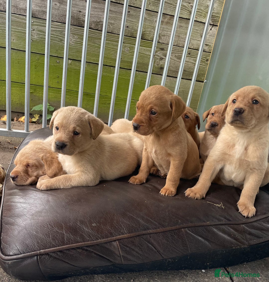 Labrador Retriever dogs for sale: 🐶 8 Gorgeous KC Labrador Puppy’s 🐶 - Image 9