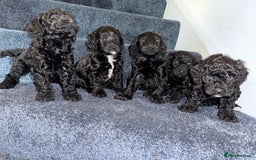 Cockapoo dogs for sale: Cockapoo puppies - Image 8