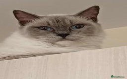 Ragdoll cats for sale: 2 Ragdoll Kittens " Adult Ragdolls 1 Bengal - Image 1