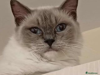 Ragdoll cats - Advert 21