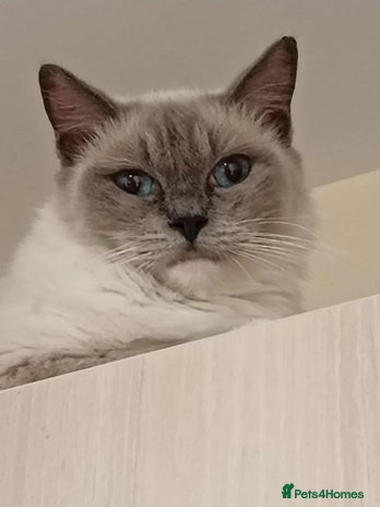 Ragdoll cats - Advert 16