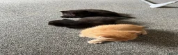 Mixed Breed cats for sale: Beautiful Maine Coon Mix Kittens - Advert 8
