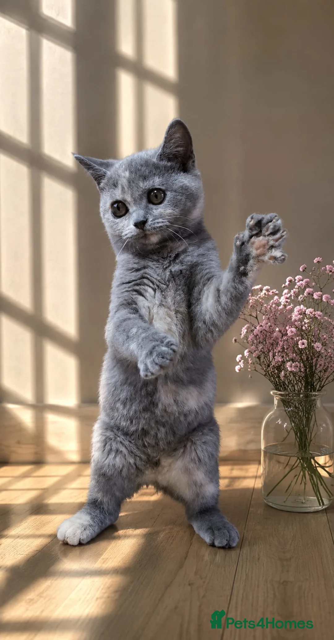 Scottish Fold cats for sale: TICA Vaccinated&Ready  toLeave SCOTTISH FOLD  - Advert 2