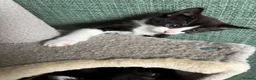 Mixed Breed cats for sale: Adorable cute kittens - Advert 11