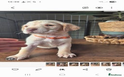 Labrador Retriever dogs for sale: Labrador retriever puppies - Image 8