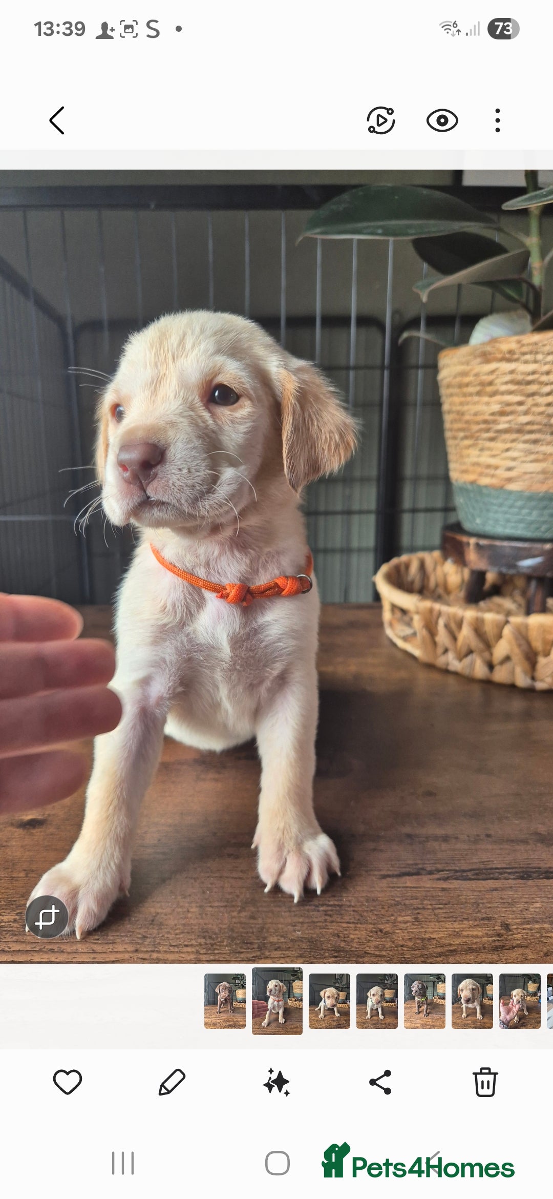 Labrador Retriever dogs for sale: Labrador retriever puppies - Image 8