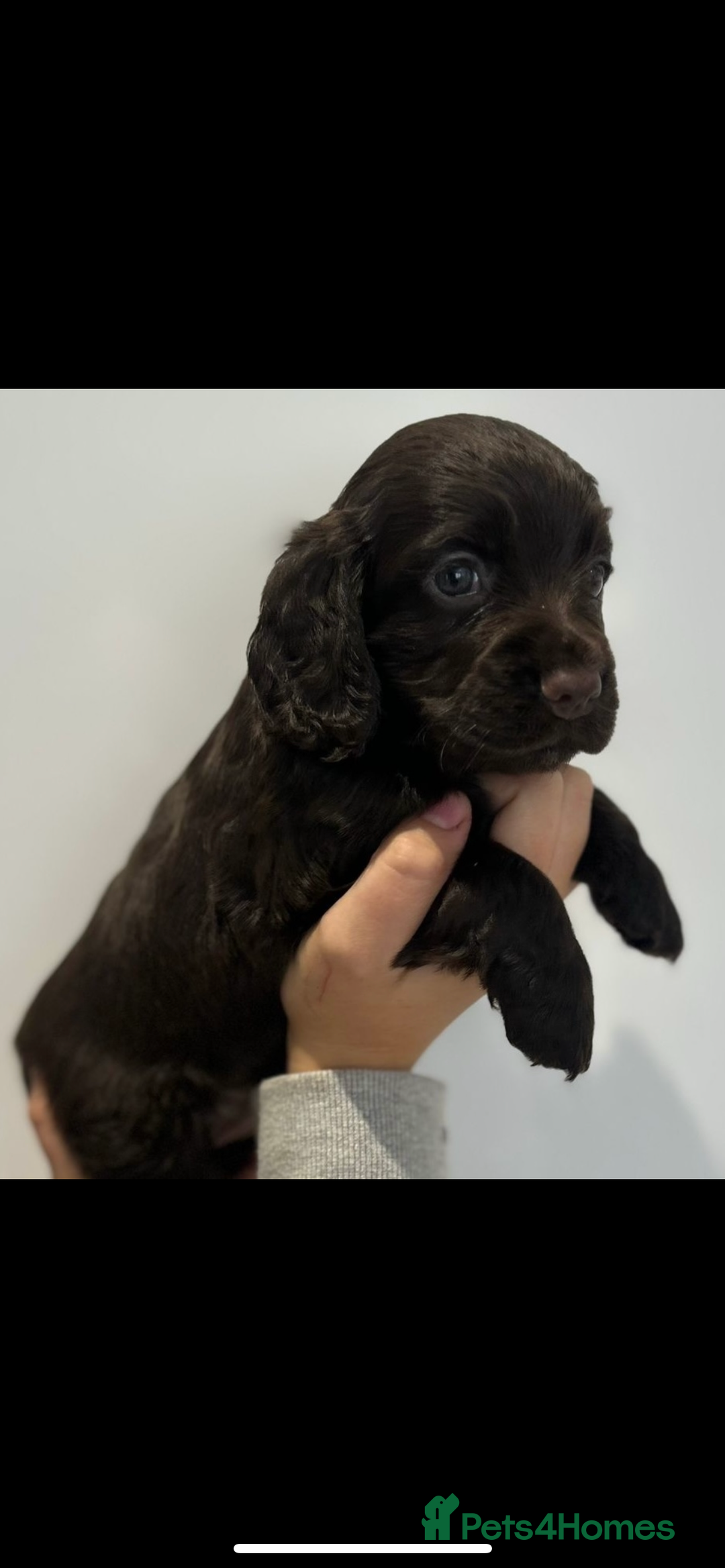 Cocker Spaniel dogs for sale: Cocker spaniel puppies for sale  - Image 6