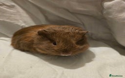 Guinea Pig rodents for sale: ✨ TWO MALE BABY GUINEA PIGS – READY NOW ✨ - Advert 4