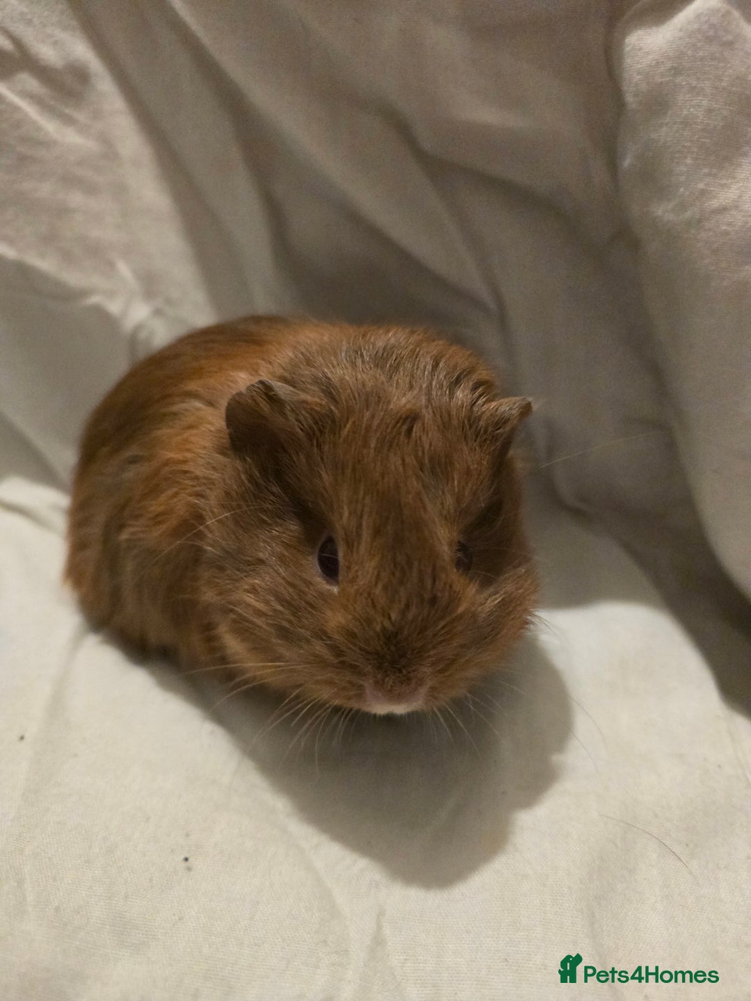 Guinea Pig rodents for sale: ✨ TWO MALE BABY GUINEA PIGS – READY NOW ✨ - Advert 4