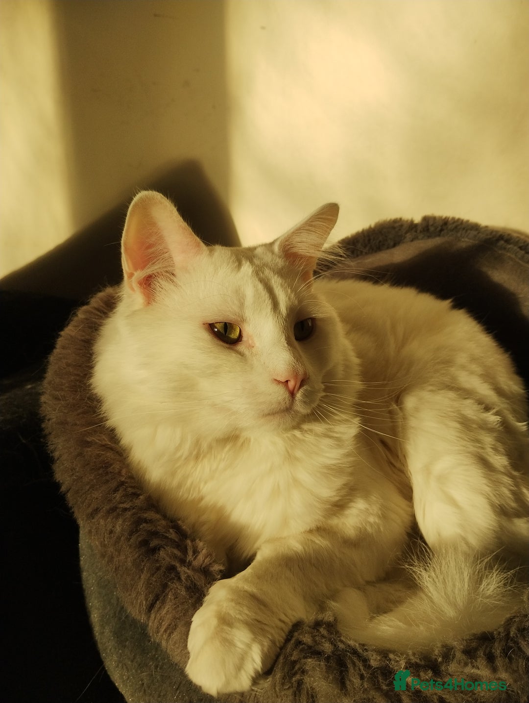 Turkish Angora cats for sale: 1 WHITE TURKISH ANGORA BOY - Advert 2