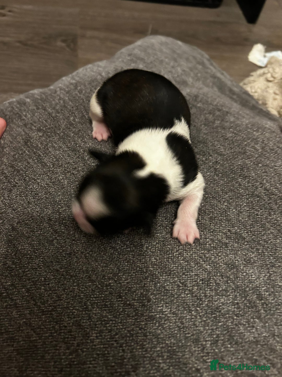 Mixed Breed dogs for sale: 4 beautiful shihapso puppies female - Advert 5