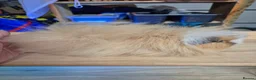 Guinea Pig rodents for sale: Swiss Boar  in Beaworthy - Advert 1