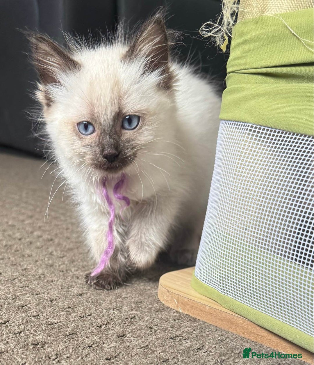 Ragdoll cats for sale: Ragdoll kittens cats - Image 5
