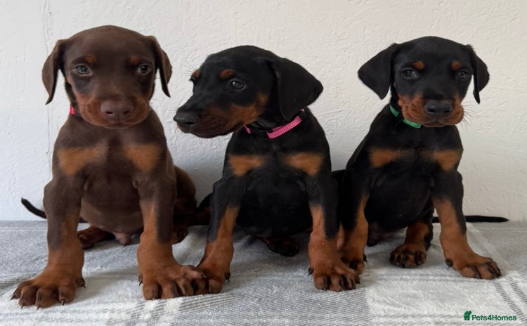 Dobermann dogs - Advert 4