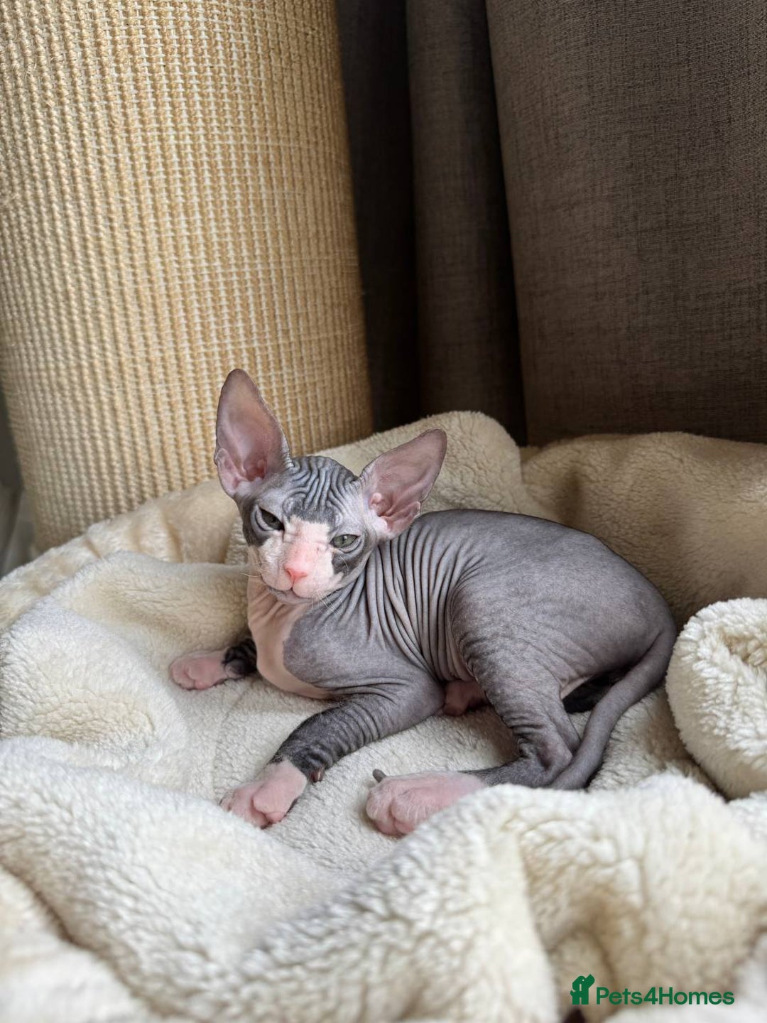 Sphynx cats for sale: Don Sphynx Kittens - Image 24