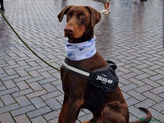 Dobermann dogs 🐾 Doberman Puppies – Waiting List Now Open 🐾 - Advert 12