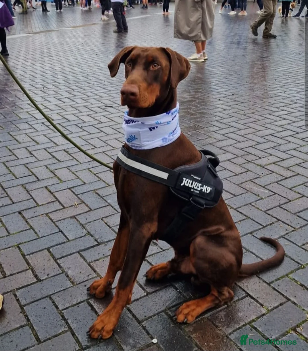 Dobermann dogs for sale: 🐾 Doberman Puppies – Waiting List Now Open 🐾 - Advert 2