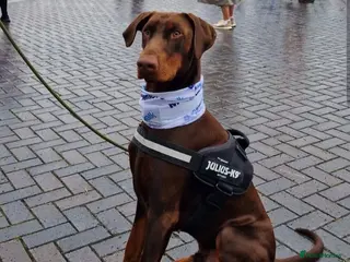 Dobermann dogs 🐾 Doberman Puppies – Waiting List Now Open 🐾 - Advert 6