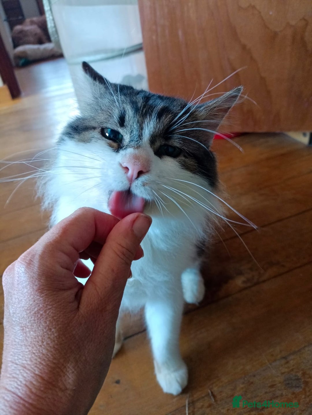 Persian cats for adoption: Teddy, 5 year old, Persian cross - Image 7