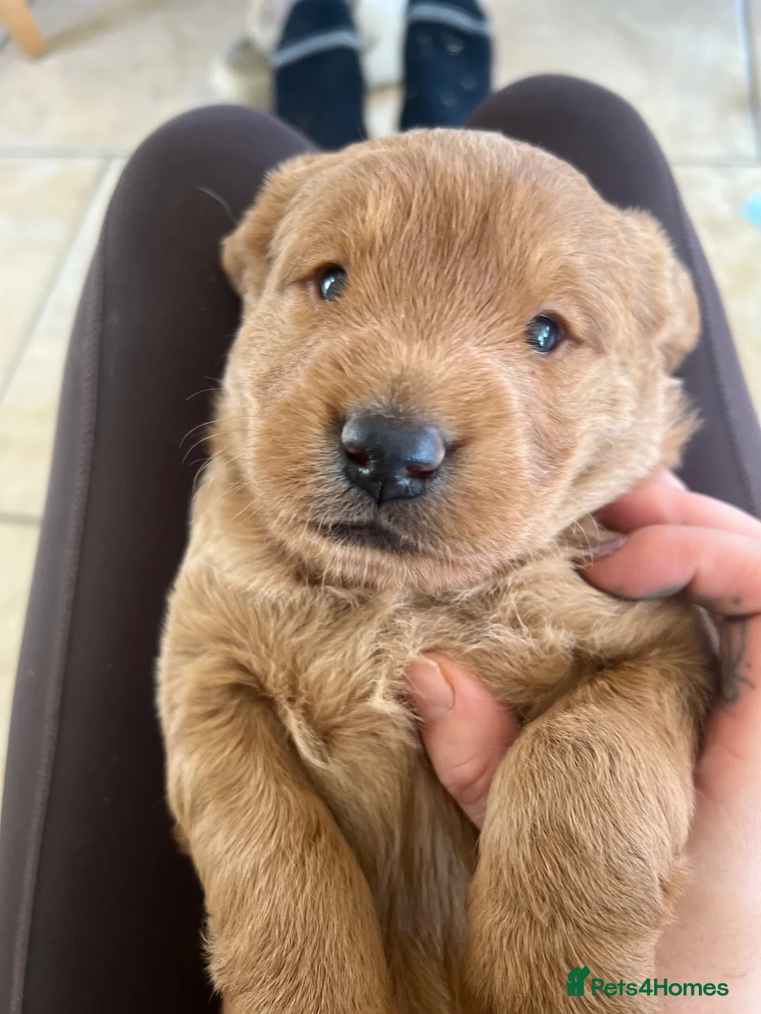 Labradoodle dogs for sale: One Gorgeous Labradoodle Male Puppy - Advert 1