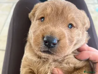 Labradoodle dogs One Gorgeous Labradoodle Male Puppy - Advert 1