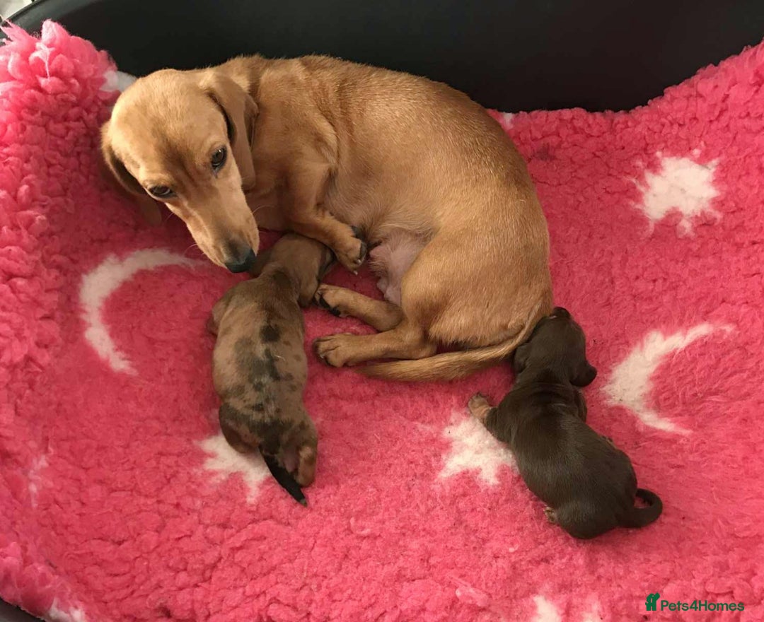 Miniature Dachshund dogs for sale: Miniature Dachshund  - Advert 2