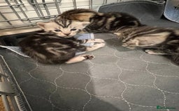 Bengal cats for sale: Half marble Bengals - Image 3