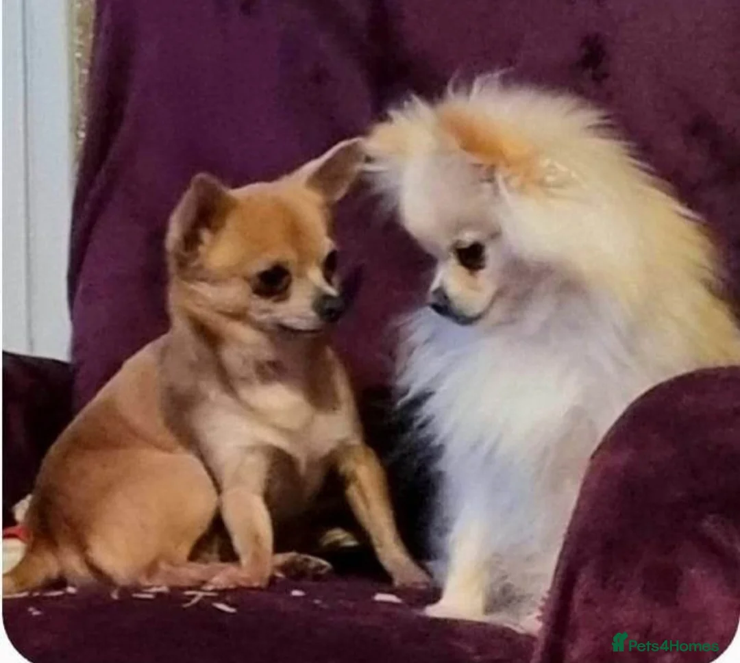 Chihuahua dogs for sale: CHIHUAHUA* Adult *TINY Male & TINY POM Female  - Advert 5