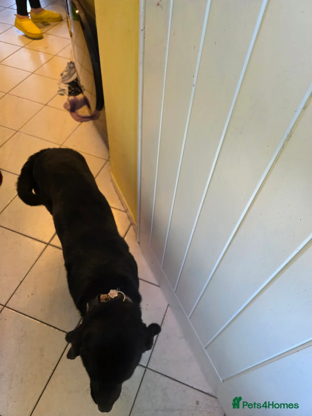 Labrador Retriever dogs for sale: Bandit in Bromsgrove - Advert 6