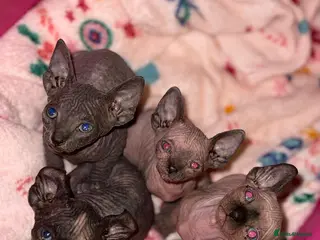 Sphynx cats Beautiful sphinx kittens - Advert 3