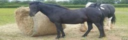Dartmoor horses for sale: Beautiful dartmoor mare - Advert 4
