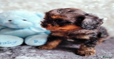 Cavapoo dogs - Advert 5