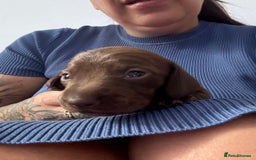Miniature Dachshund dogs for sale: Miniature smooth haired dachshund  - Image 12