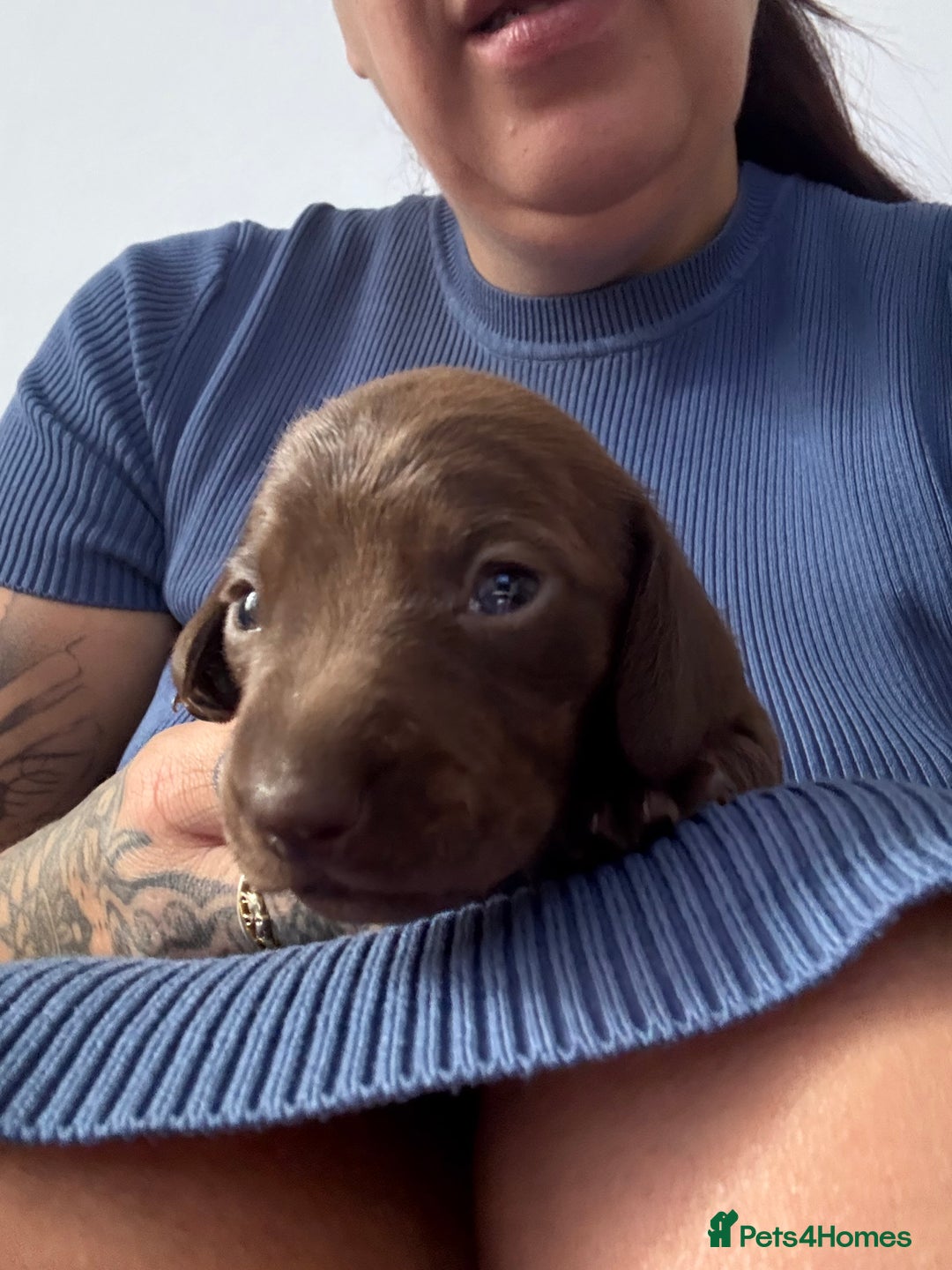 Miniature Dachshund dogs for sale: Miniature smooth haired dachshund  - Image 12
