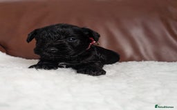 Miniature Schnauzer dogs for sale: KC reg health tested miniature schnauzer puppies  - Image 3