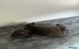 Ragdoll cats for sale: Beautiful Ragdoll X Kittens For Sale 🐾  - Image 12
