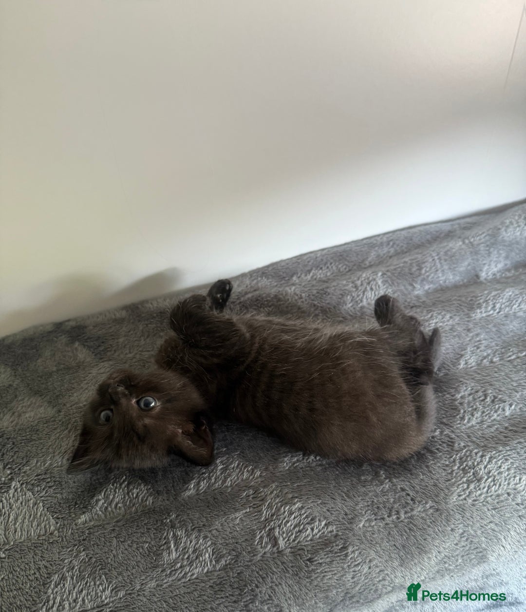 Ragdoll cats for sale: Beautiful Ragdoll X Kittens For Sale 🐾  - Image 12