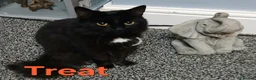 Mixed Breed cats for sale: Free to a good home - Advert 27