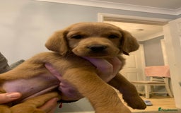 Double Doodle dogs for sale: Double doodles - Image 36