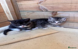 Mixed Breed cats for sale: 6 beautiful kittens looking for homes🏡  - Image 20