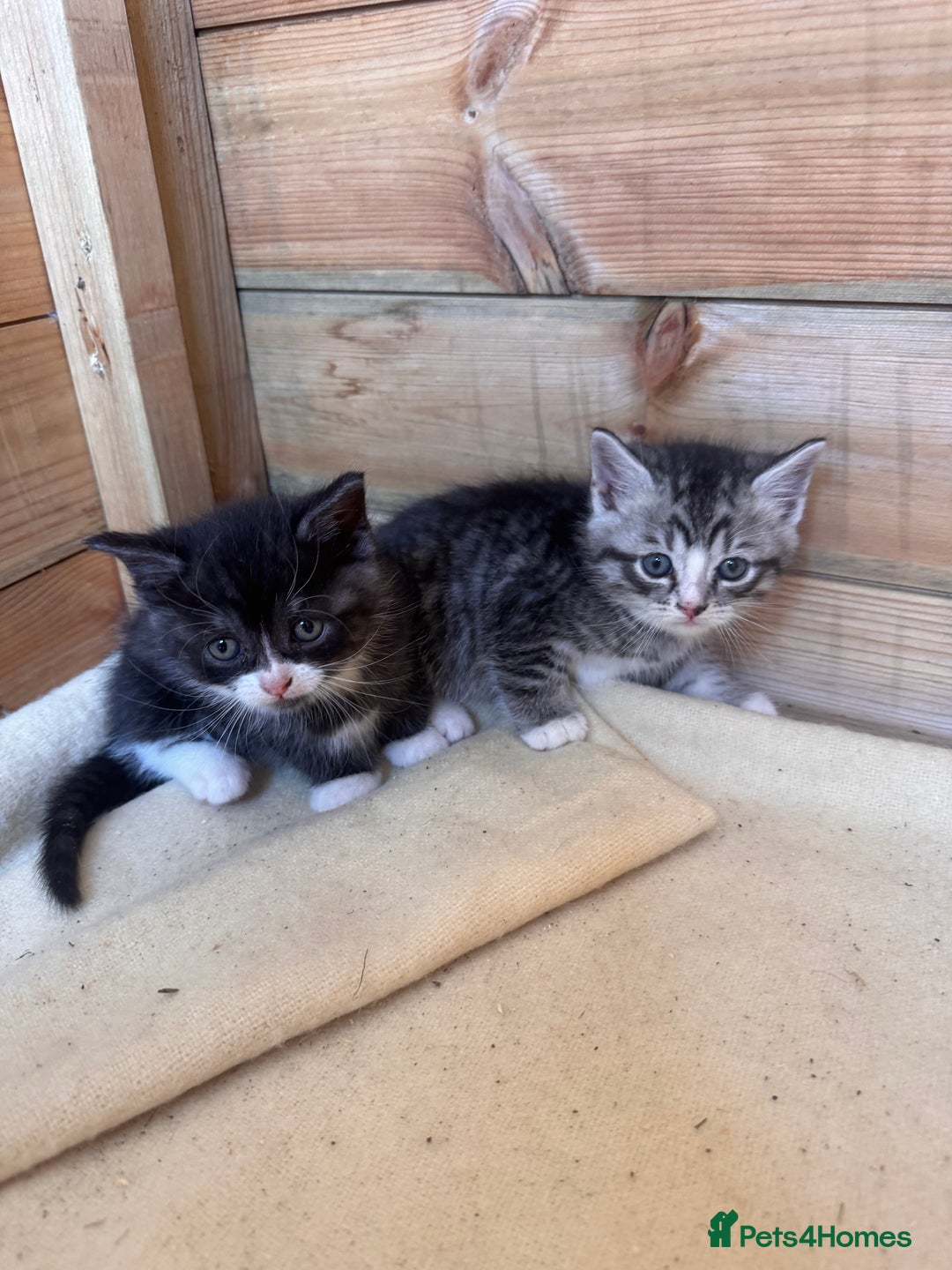 Mixed Breed cats for sale: 6 beautiful kittens looking for homes🏡  - Image 20