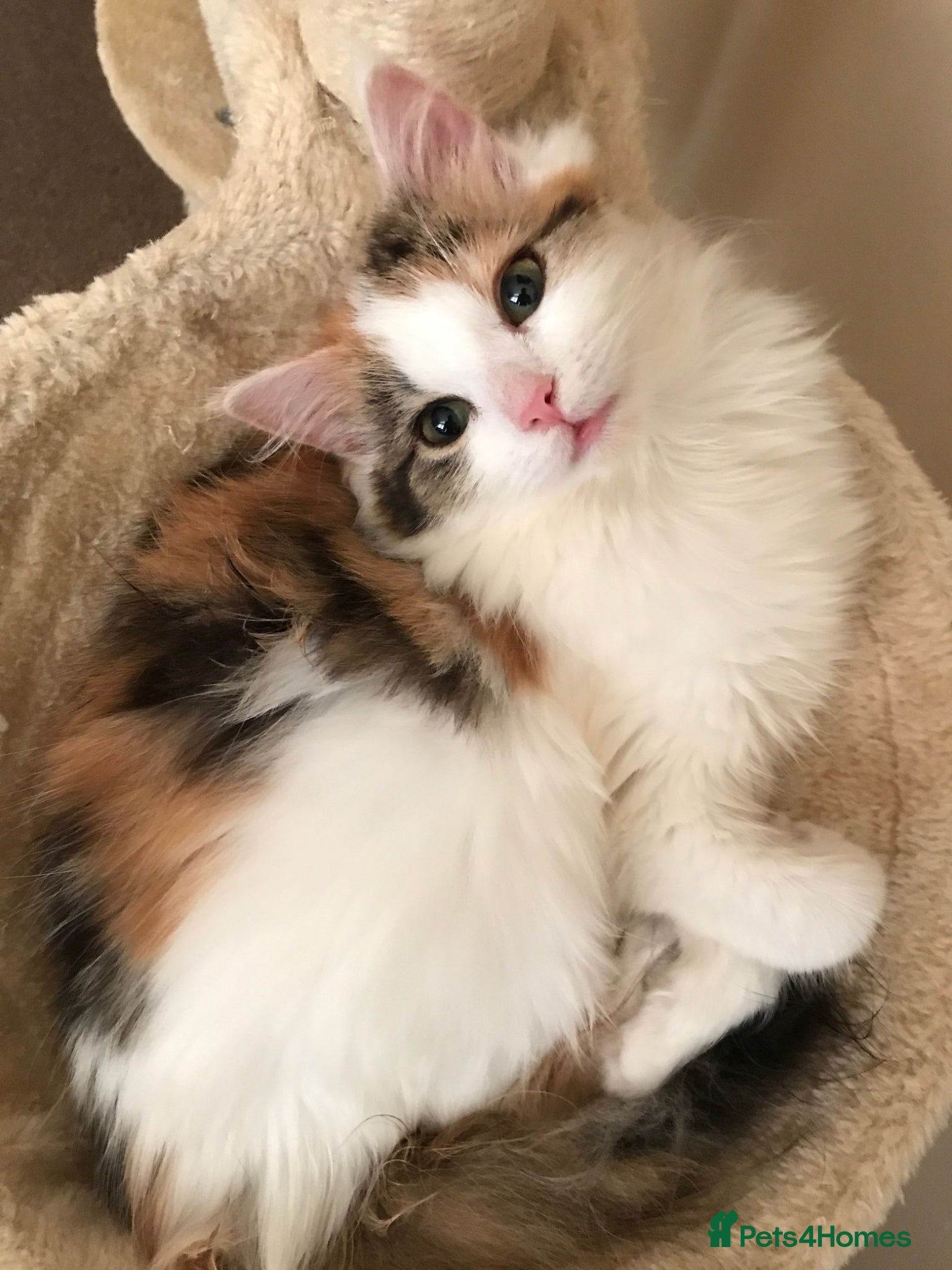 Mixed Breed cats Poppy – Quiet, Independent Companion - Advert 5