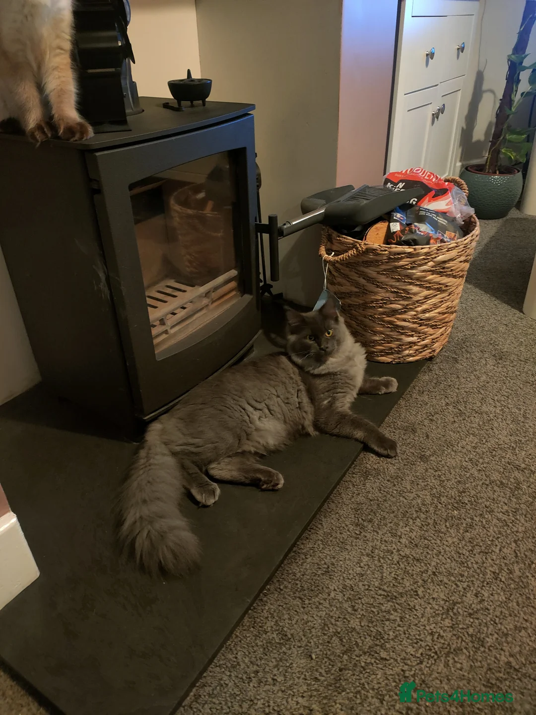 Mixed Breed cats for sale: Maine Coon x Ragdoll - Advert 2