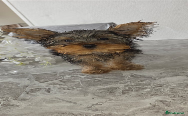 Yorkshire Terrier dogs - Advert 6