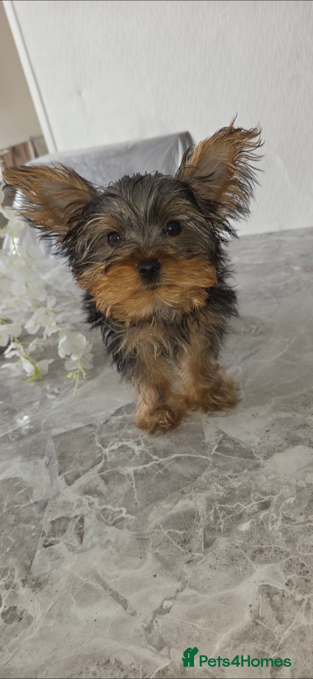 Yorkshire Terrier dogs for sale: Miniature Yorkshire terrier puppy male 12weeks old - Image 1