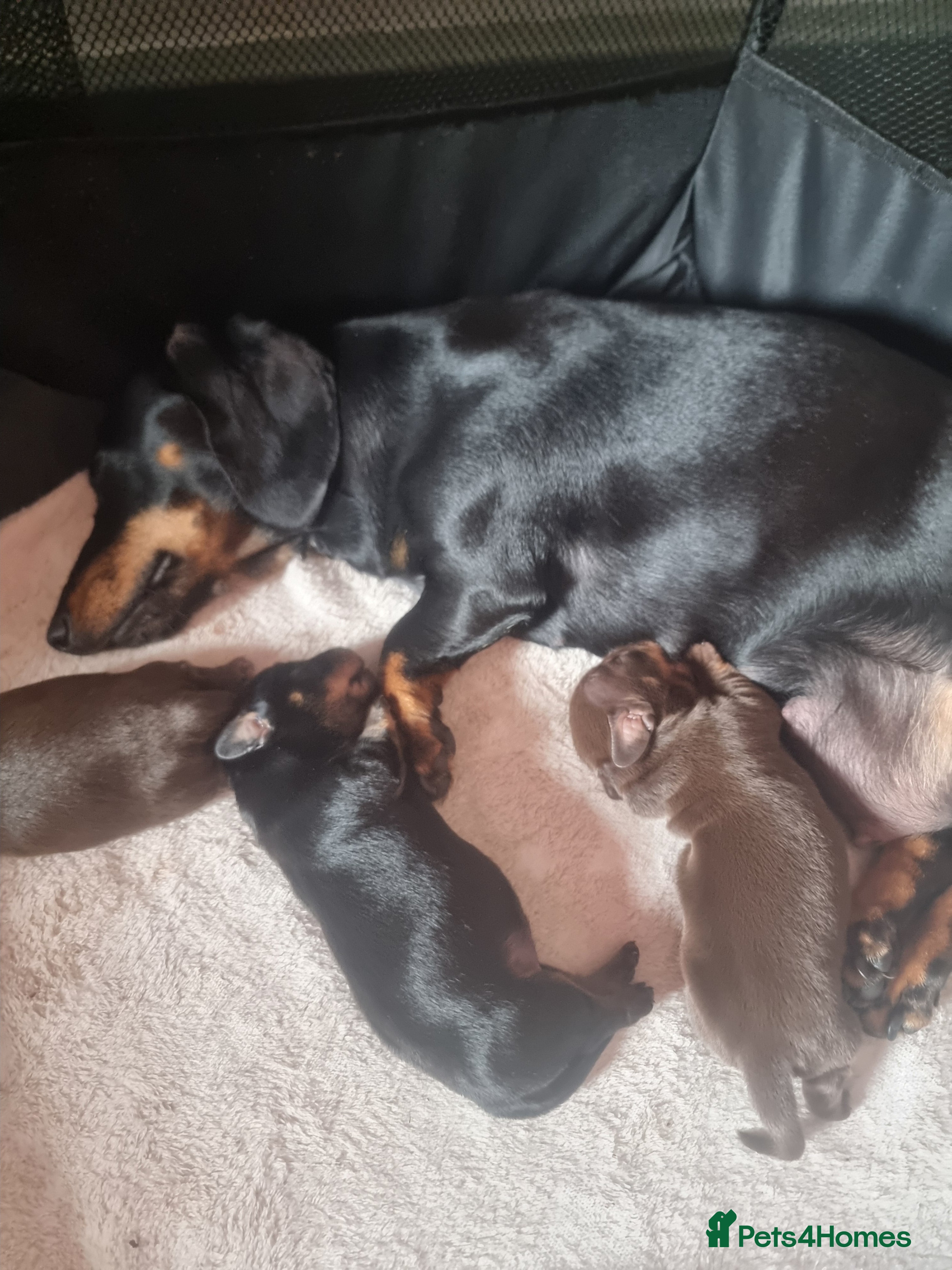 Miniature Dachshund dogs for sale: Long haired mini Dachshund chocolate/tan pointers in Sheffield - Advert 5