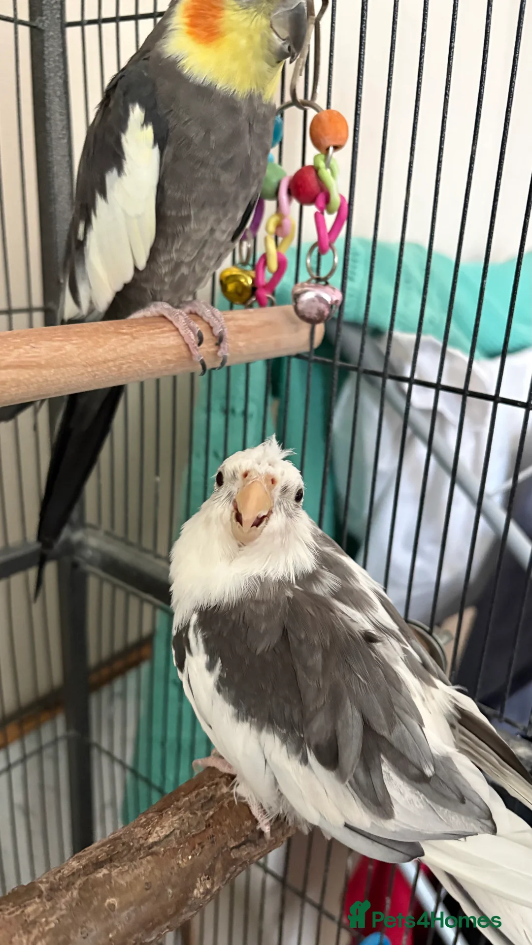 Cockatiels birds for sale: Two cockatiels available  - Advert 1
